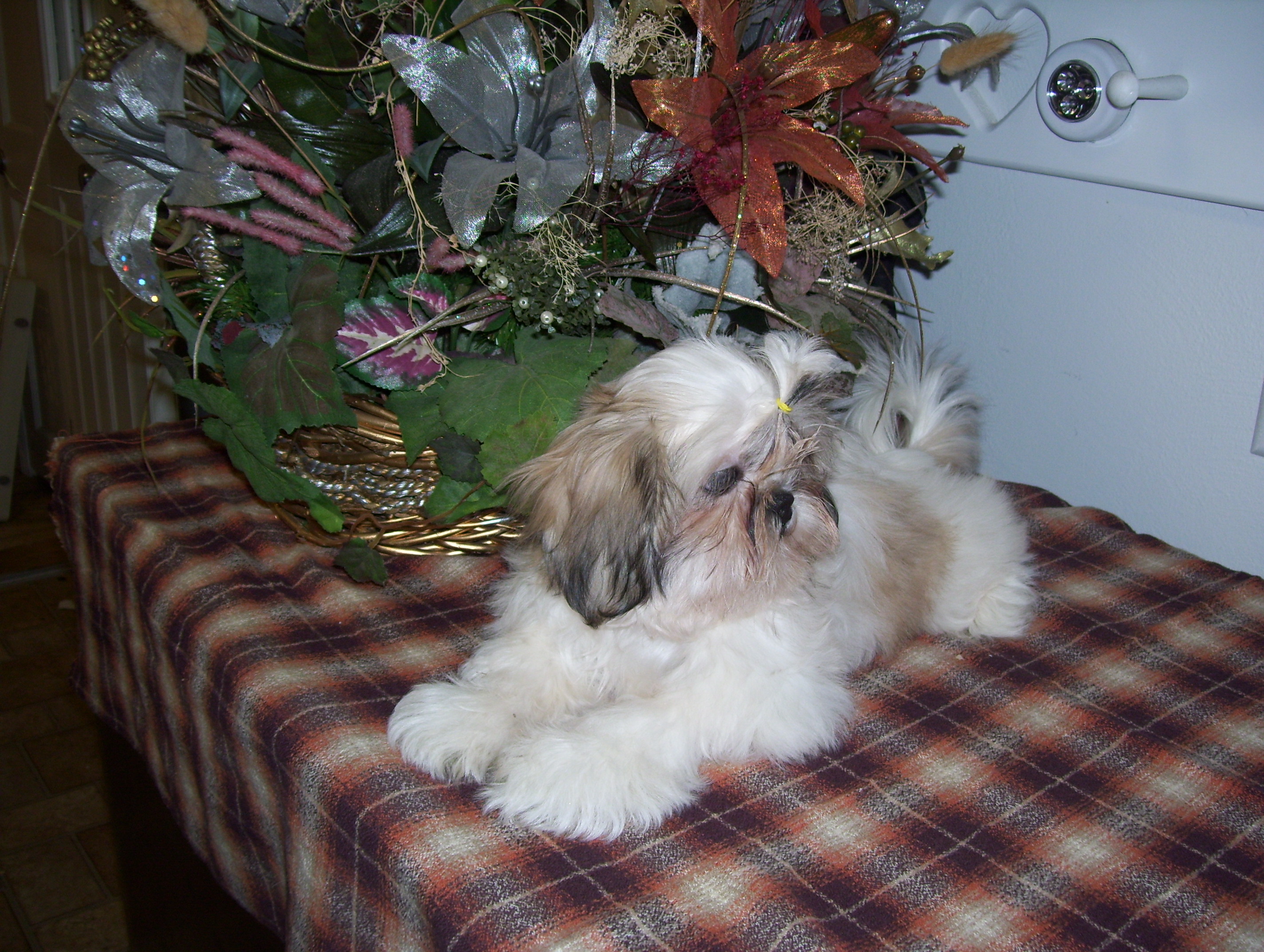 Classic Kennels Shih Tzus